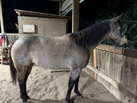 HorseID: 2309541 BA Miga Snip - PhotoID: 1094106