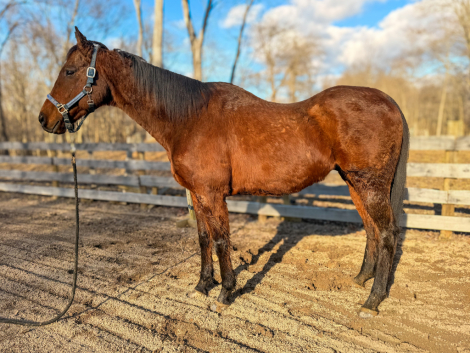 HorseID: 2309554 Woodrow - PhotoID: 1094988