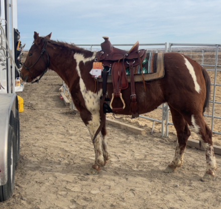 HorseID: 2309567 Pebbles - PhotoID: 1095065