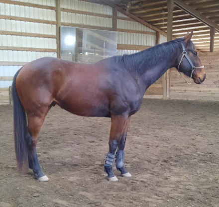 HorseID: 2309601 Split Aces - PhotoID: 1094074