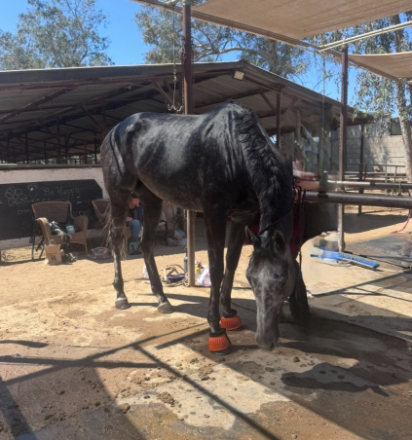 HorseID: 2309605 Dancing Bon Bon (Bonnie) - PhotoID: 1094111