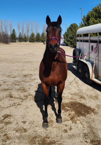 HorseID: 2309618 Ellie - PhotoID: 1094095