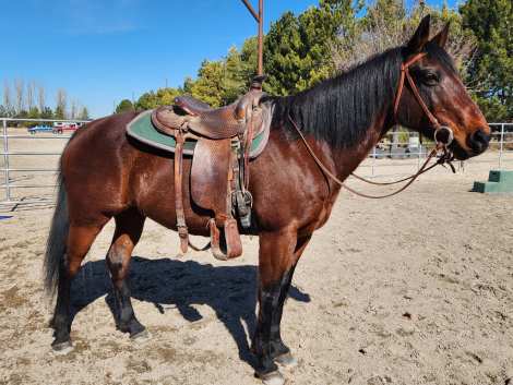 HorseID: 2309618 Ellie - PhotoID: 1094096