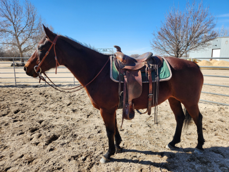 HorseID: 2309618 Ellie - PhotoID: 1094097