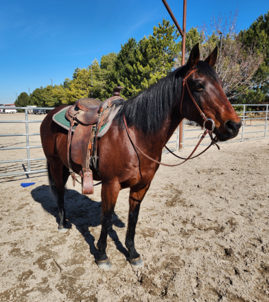 HorseID: 2309618 Ellie - PhotoID: 1094098