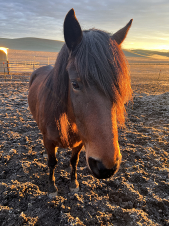 HorseID: 2309619 Lujah - PhotoID: 1094099