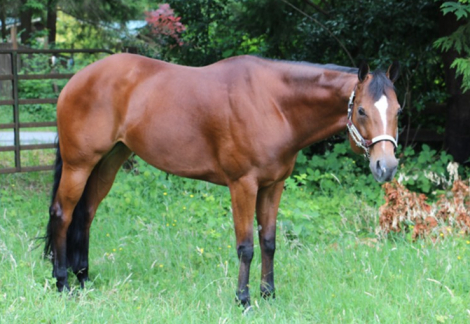 HorseID: 2309620 Poursumsugaronme - PhotoID: 1094100