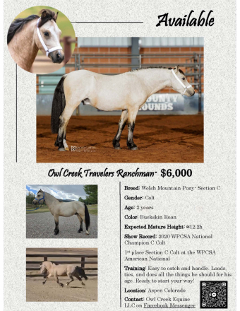 HorseID: 2309621 Owl Creek Travelers Ranchman - PhotoID: 1094101