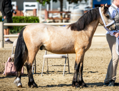 HorseID: 2309621 Owl Creek Travelers Ranchman - PhotoID: 1094102