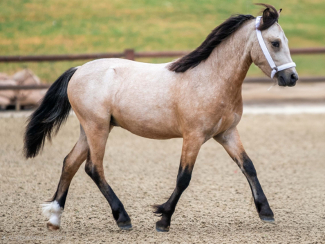 HorseID: 2309621 Owl Creek Travelers Ranchman - PhotoID: 1094103