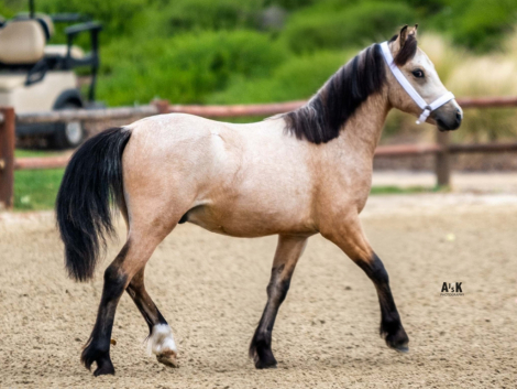 HorseID: 2309621 Owl Creek Travelers Ranchman - PhotoID: 1094104