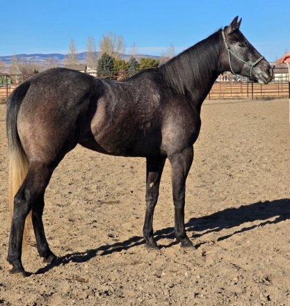 HorseID: 2309622 Remember Me Twister - PhotoID: 1094105