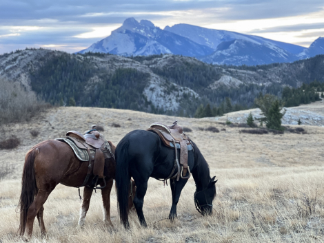 HorseID: 2309623 O Bar Rock My Chic - PhotoID: 1094108