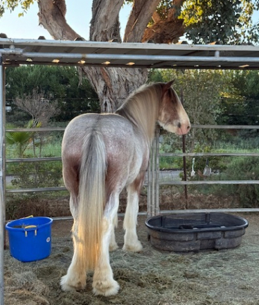 HorseID: 2309624 Somewhere Forever Fanny - PhotoID: 1094112