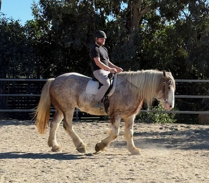 HorseID: 2309624 Somewhere Forever Fanny - PhotoID: 1094114