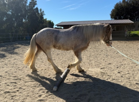 HorseID: 2309624 Somewhere Forever Fanny - PhotoID: 1094115