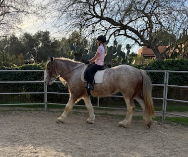 HorseID: 2309624 Somewhere Forever Fanny - PhotoID: 1094116