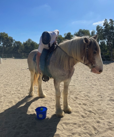 HorseID: 2309624 Somewhere Forever Fanny - PhotoID: 1094117