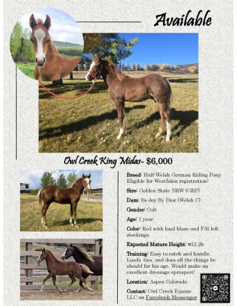 HorseID: 2309625 Owl Creek King Midas - PhotoID: 1094118