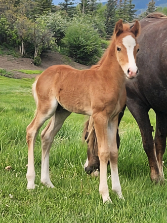 HorseID: 2309625 Owl Creek King Midas - PhotoID: 1094120