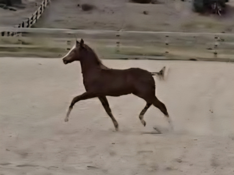 HorseID: 2309625 Owl Creek King Midas - PhotoID: 1094121