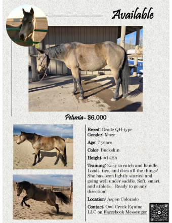 HorseID: 2309626 Petunia - PhotoID: 1094122