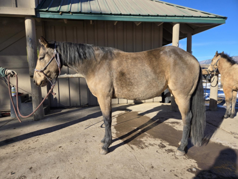 HorseID: 2309626 Petunia - PhotoID: 1094123