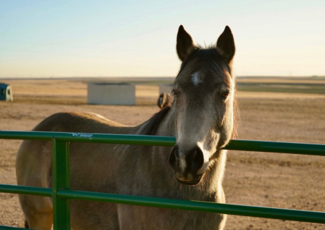 HorseID: 2309626 Petunia - PhotoID: 1094124