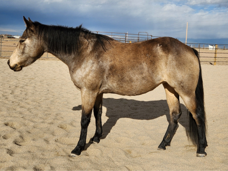 HorseID: 2309626 Petunia - PhotoID: 1094125