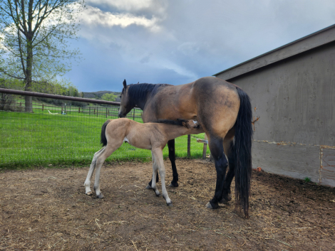 HorseID: 2309626 Petunia - PhotoID: 1094126