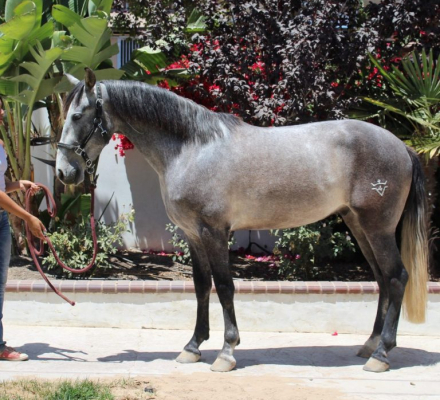 HorseID: 2309627 Galan De Vientos - PhotoID: 1094127