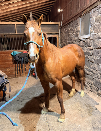 HorseID: 2309631 Banjo - PhotoID: 1094128