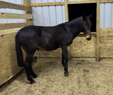 HorseID: 2309635 Maxwell - PhotoID: 1094130