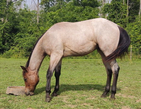 HorseID: 2309638 Strutin Steady - PhotoID: 1094132