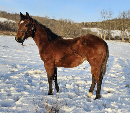 HorseID: 2309639 Reckless In Pearls - PhotoID: 1094131