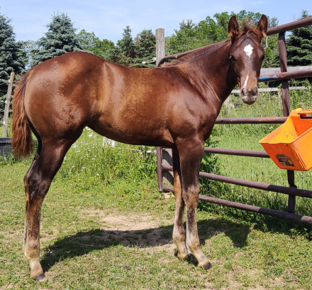 HorseID: 2309640 Steady Strutin - PhotoID: 1094133