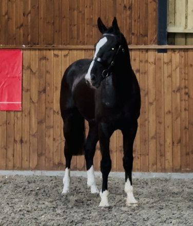 HorseID: 2309643 Black Velvet - PhotoID: 1094134