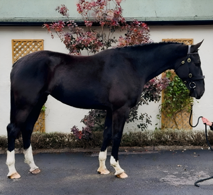 HorseID: 2309643 Black Velvet - PhotoID: 1094136