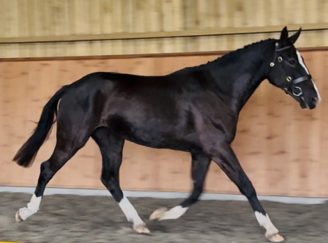 HorseID: 2309643 Black Velvet - PhotoID: 1094137