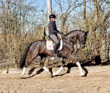 HorseID: 2309644 John Jameson HW at www.HWfarm.com - PhotoID: 1094138