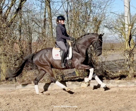 HorseID: 2309644 John Jameson HW at www.HWfarm.com - PhotoID: 1094139