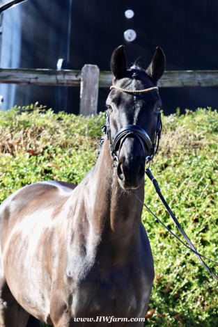 HorseID: 2309644 John Jameson HW at www.HWfarm.com - PhotoID: 1094140