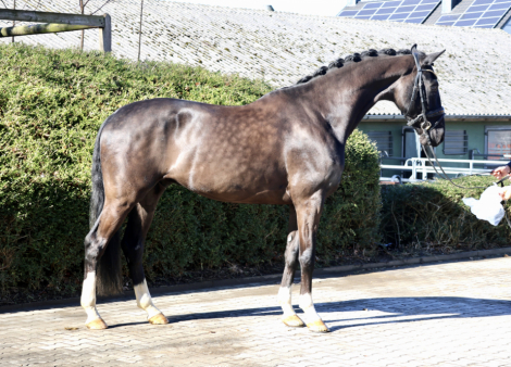 HorseID: 2309644 John Jameson HW at www.HWfarm.com - PhotoID: 1094141