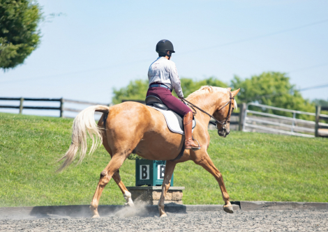 HorseID: 2309645 Kings Cameo - PhotoID: 1094142