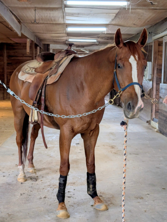 HorseID: 2309646 Xavier - PhotoID: 1094143