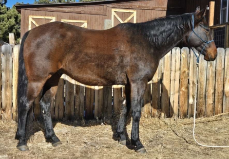 HorseID: 2309647 Captain Splash - PhotoID: 1094144