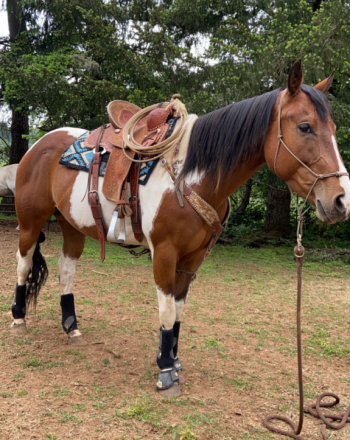 HorseID: 2309648 ROSES N STARDUST - PhotoID: 1094145