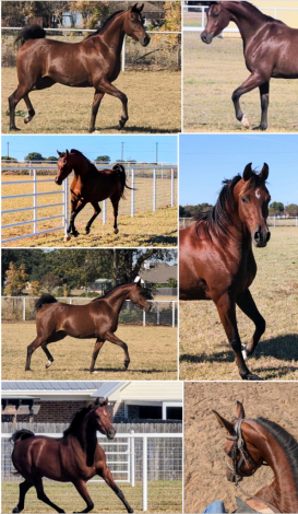 HorseID: 2309649 RHANDEZVOUS - PhotoID: 1094151