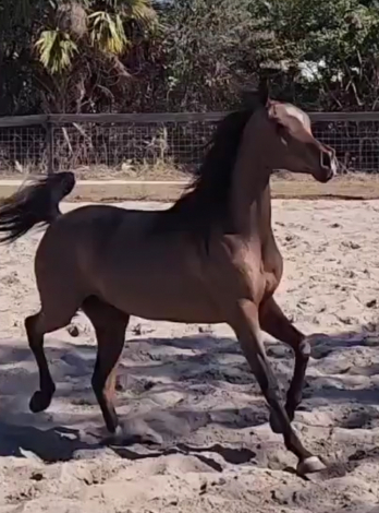 HorseID: 2309650 GP ATLAS - PhotoID: 1094146