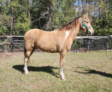 HorseID: 2309651 Thrillers Champagne Archer HS (Barley) - PhotoID: 1094147